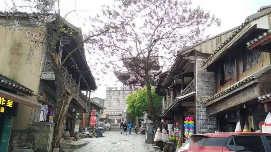 可爱小猫向上跳